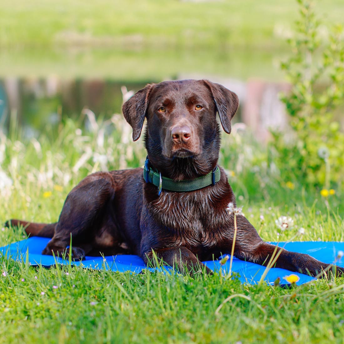 Nobby Basic Cooling Mat – rashladna ležaljka za pse M 65×50 cm plava