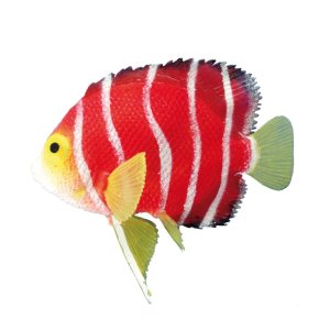 Nobby dekoracija za akvarijum plutajući ukras u obliku ribice anđela 11X9 cm