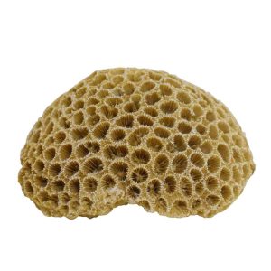 Nobby dekoracija za akvarijum Coral 10.8X9X5 cm