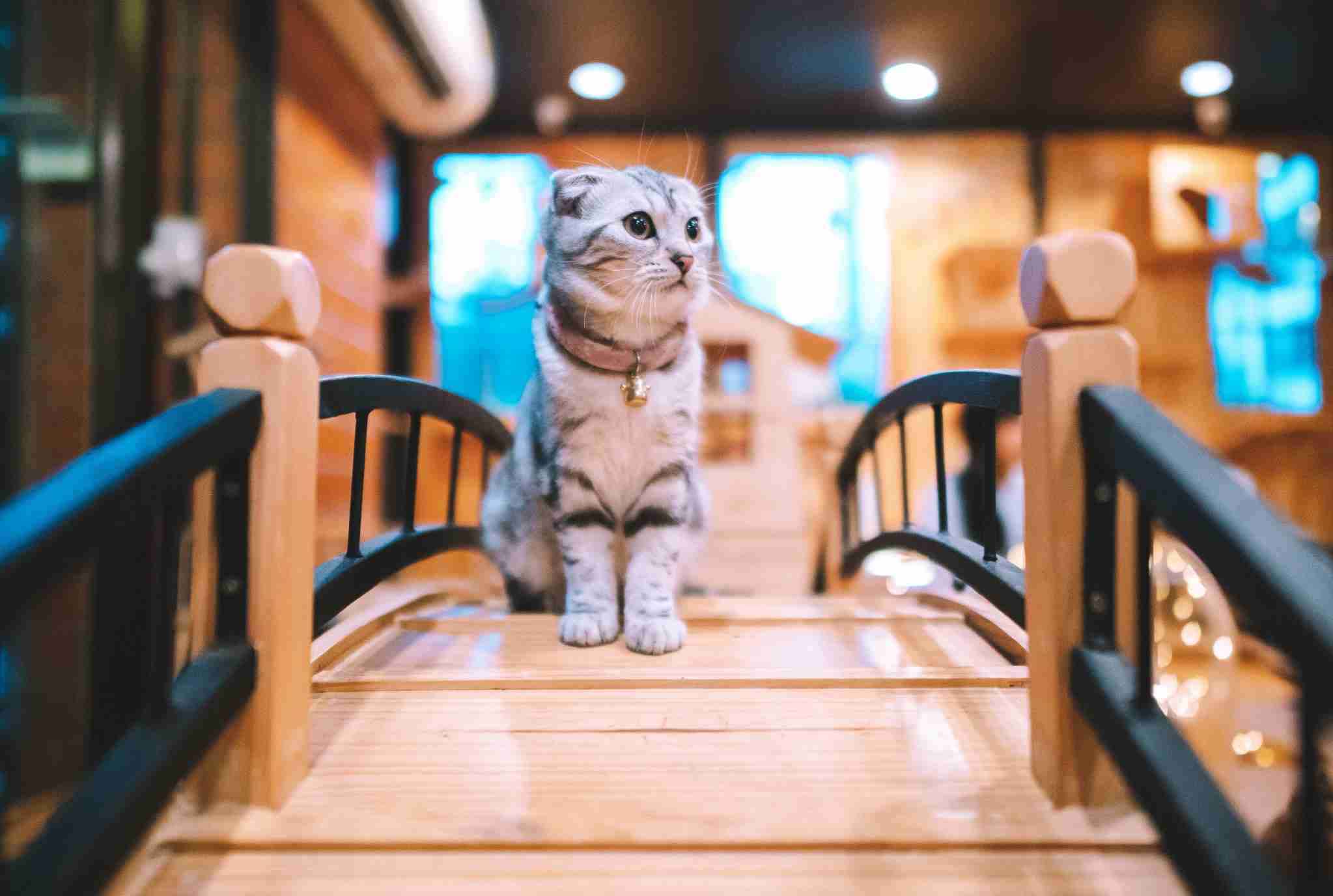 compressed cat image 2
